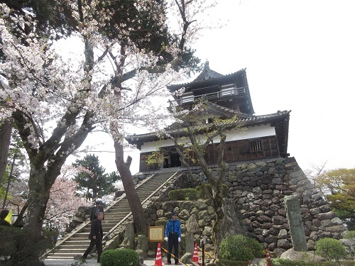 丸岡城の桜 福井県 大好き