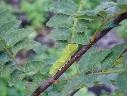 AKI 10-0901.JPG