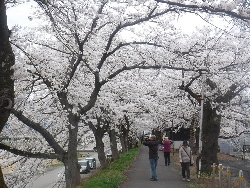 benntennzakura 04-05 (10).JPG