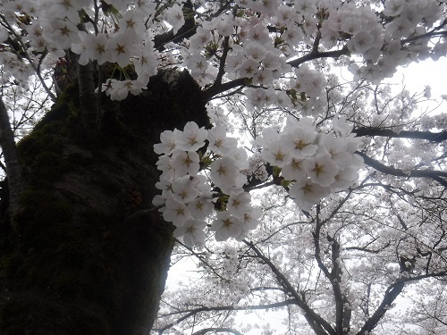benntennzakura 04-05 (12).JPG