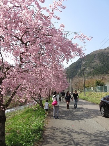 sidarezakura  (1).JPG