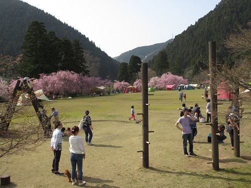 sidarezakura  (3).JPG