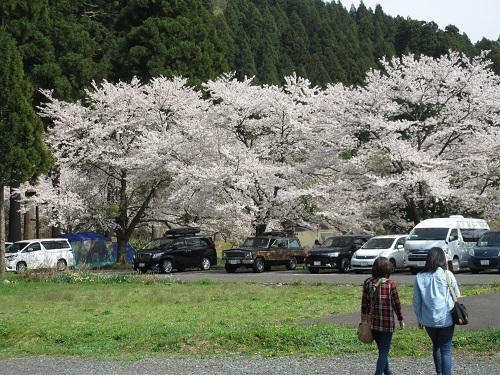 sidarezakura  (4).JPG