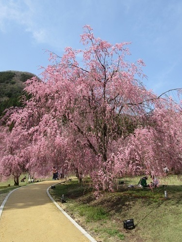 sidarezakura  (5).JPG