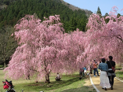 sidarezakura  (6).JPG
